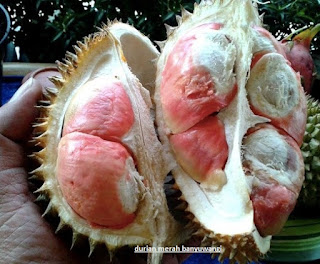 durian merah asli banyuwangi