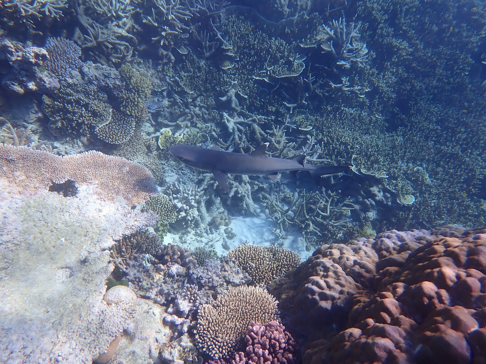 Australia- Great Barrier Reef- Flynn Reef