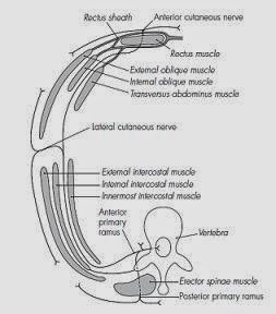 Bloqueo Intercostal: Bloqueo Intercostal