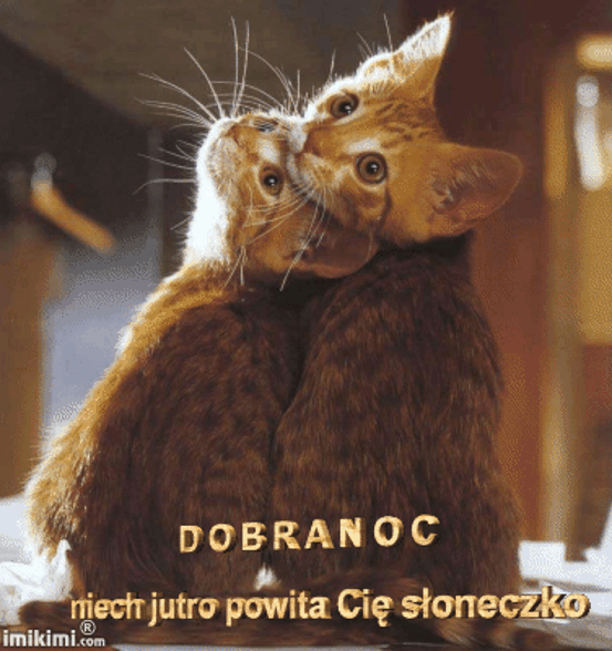 Wierszyki I Gify Na Dobranoc Gify Na Dobranoc Kotki