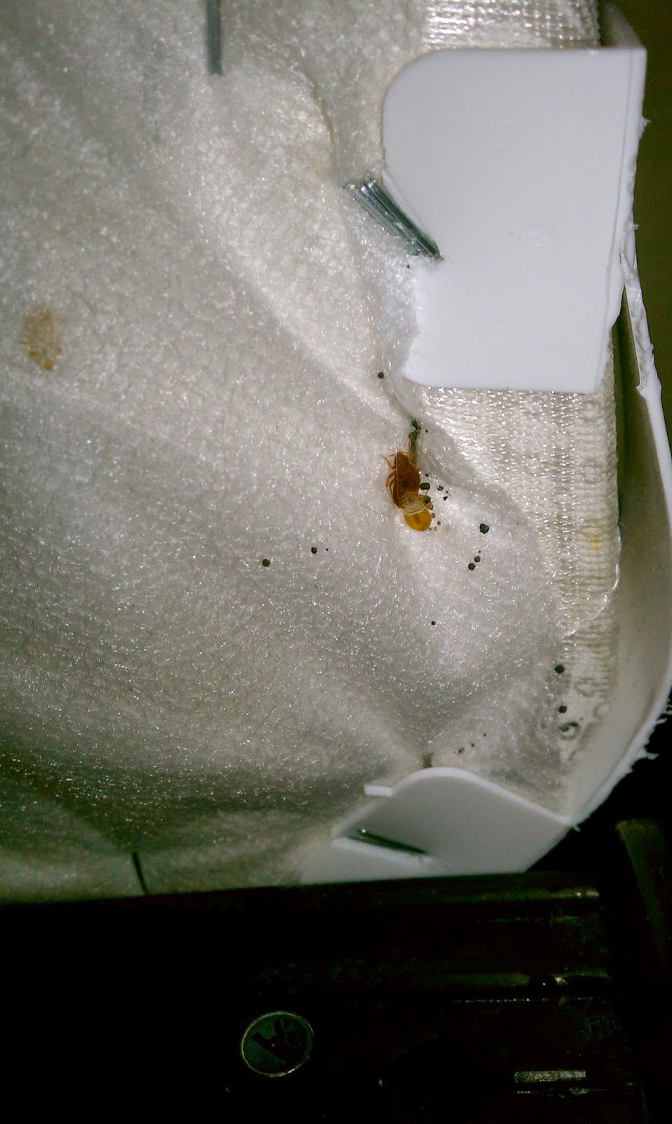 heat bed bugs Don't let the bed bugs bite this summer