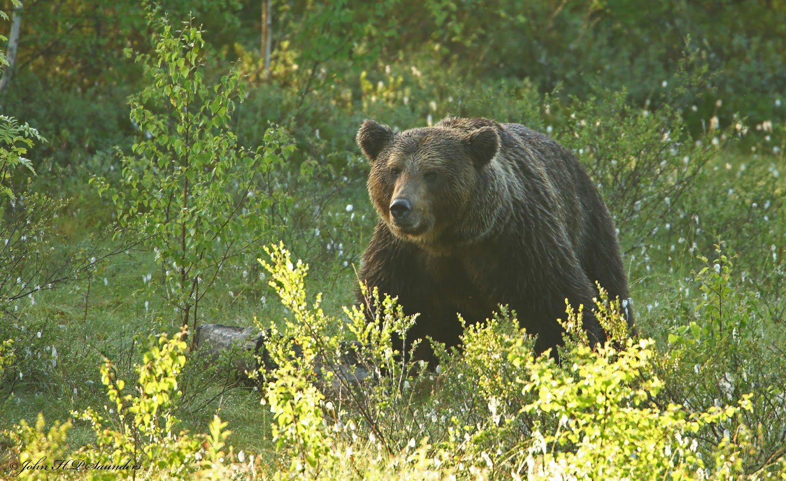 Hedgeland Tales: Brown Bear in Lentiira, Finland