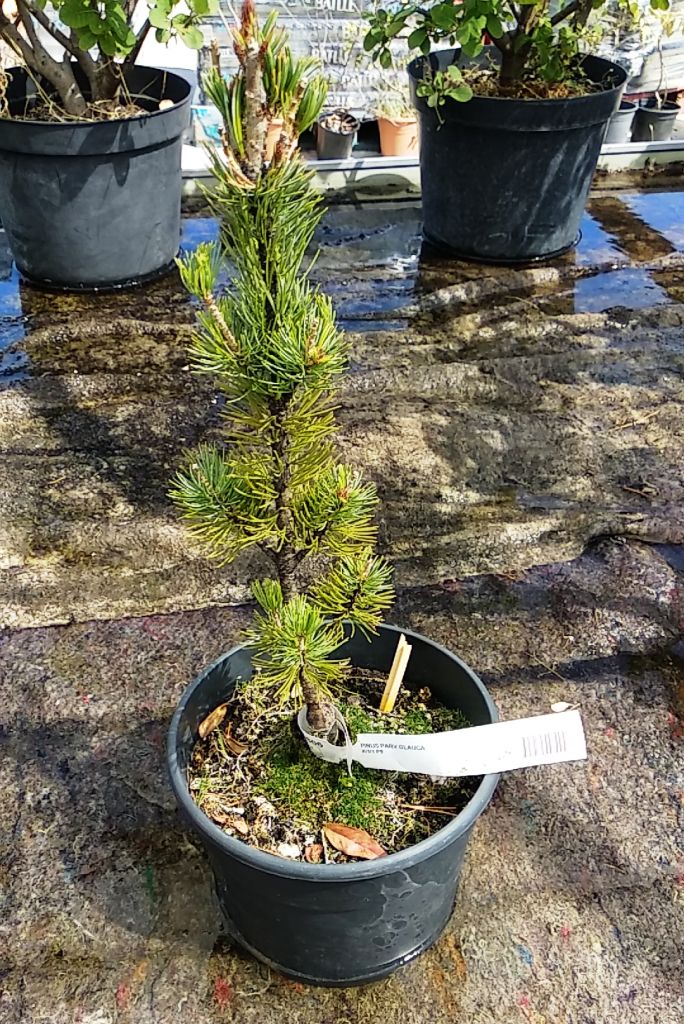 "Viverodori". Un pino blanco. • El taller de Bonsai
