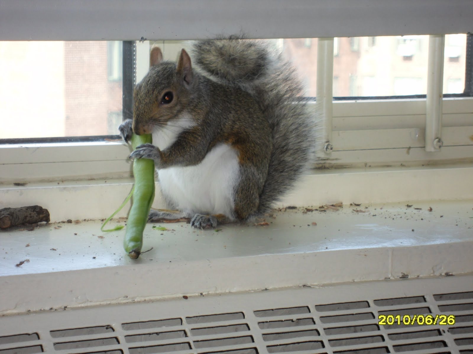 The New York Squirrel Max I Enjoy Being a Squirrel