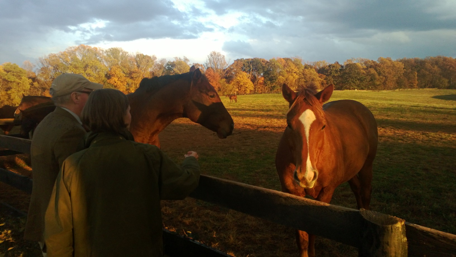 Trailer Trad Steeple Chase Weekend Montpelier Races 2013