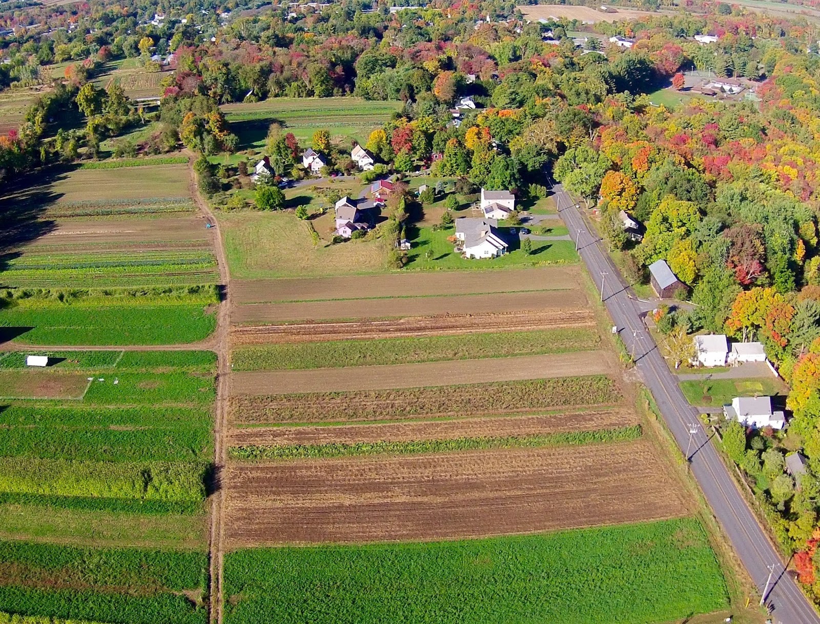 Only in The Republic of Amherst Wait Until Next Year