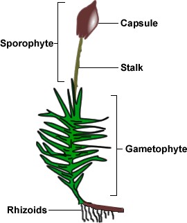 Struktur Tubuh Tumbuhan Lumut - Wulan Tugas