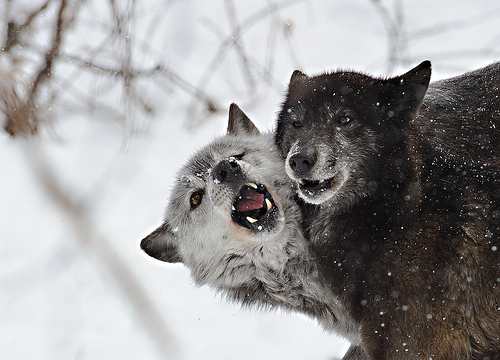 Oh, by the way...: Wolves In Snow