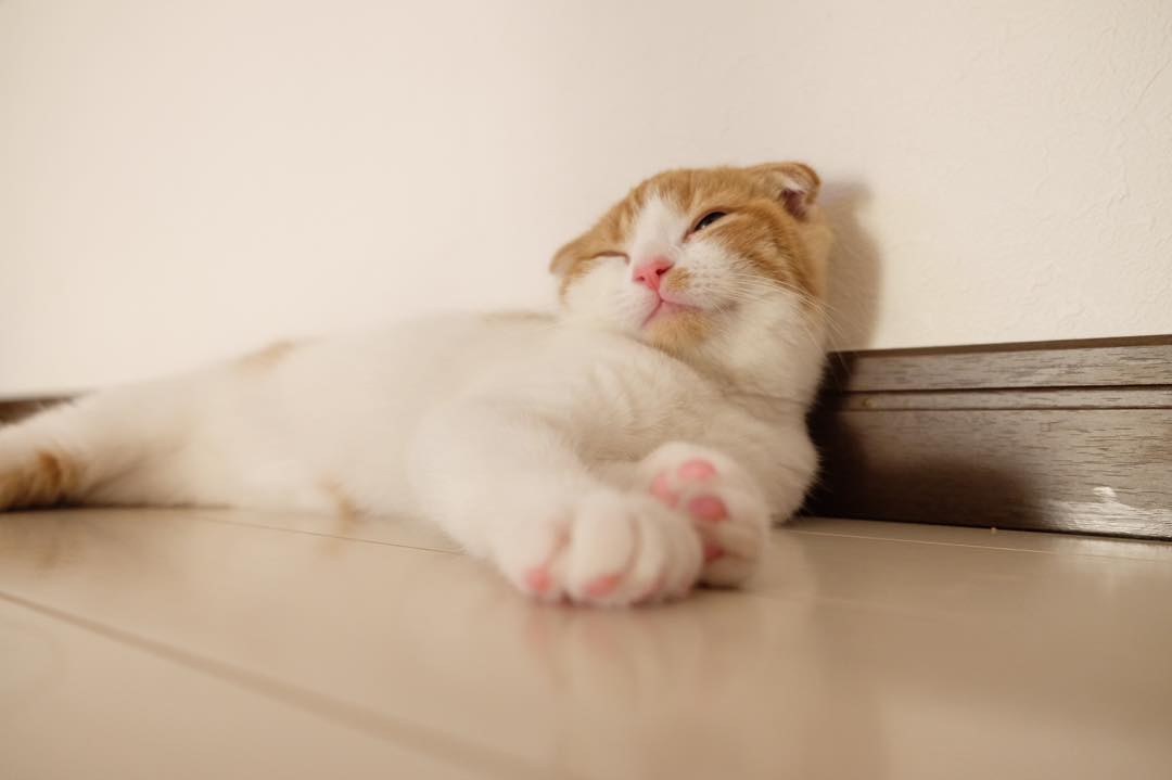 강지영네 고양이 | 인스티즈