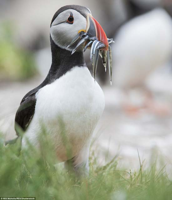 Kumpulan Artikel Umum Berguna Momen Langka Saat Burung Camar Jadi
