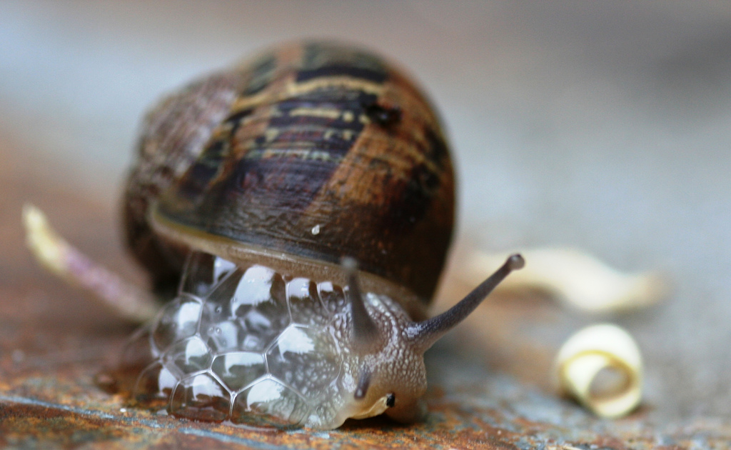 The Snail Pest, Pet or Treat? Some Interesting Facts The Ark In Space
