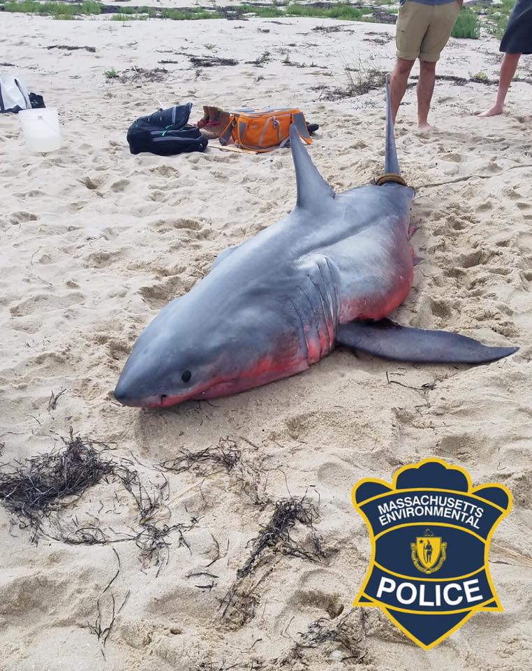 In the United States found a shark of red color