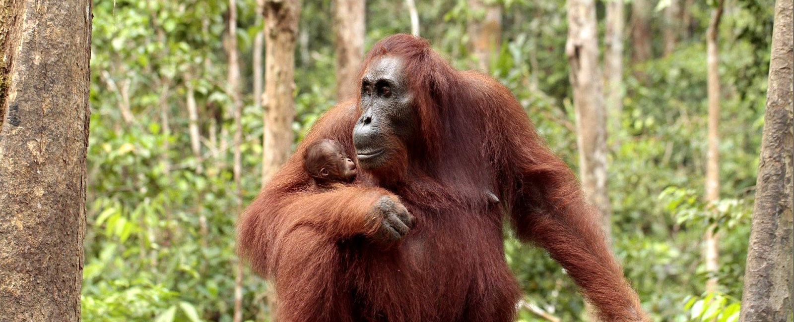 Orang utan Orang utan