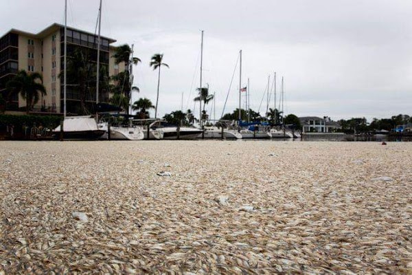 ( VIDEO ) Cientos de Peces Flotando En Las Costas De Florida. ( VIDEO ) Cientos de Peces Flotando En Las Costas De Florida.
