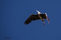 Fotografía de aves con SEO-Vanellus