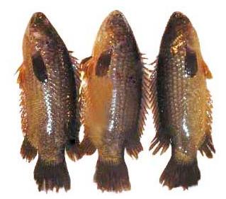 Bangladesh Development Studies: Freshwater Fish of Bangladesh