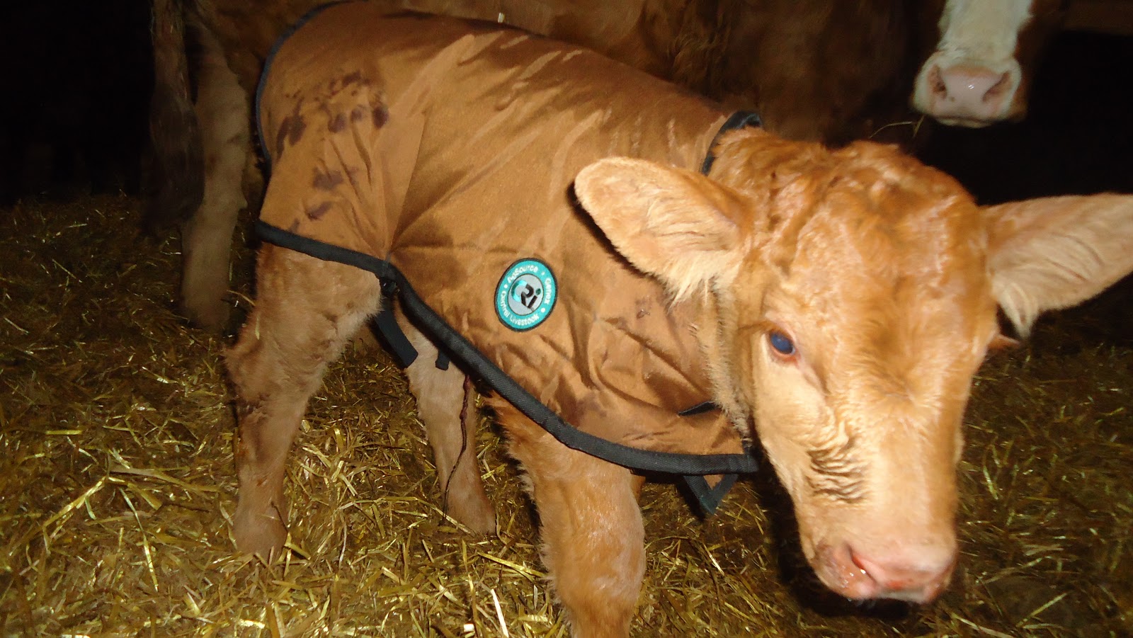 Duncan Livestock Mutch Farms New Addition with a Genex Calf Coat