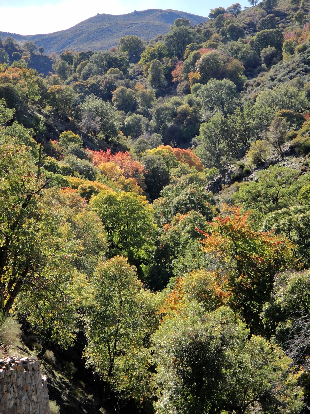 Club Almeriense de Montañismo EL "BOSQUE ENCANTADO" DE LA DEHESA DEL