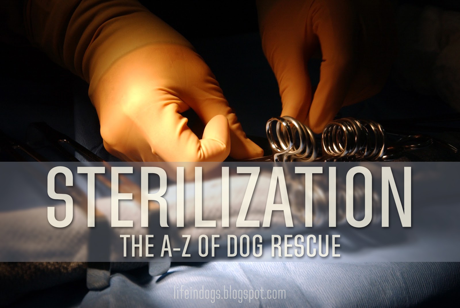 Life In Dogs AZ of Dog Rescue Sterilization — AtoZChallenge
