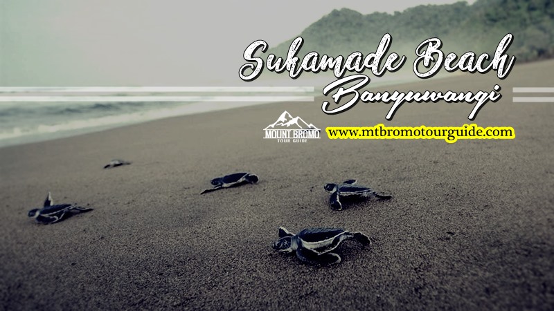 Sukamade Beach Banyuwangi East Java