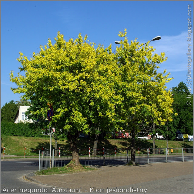  Acer negundo 'Auratum' - Klon jesionolistny 'Auratum' pokrój