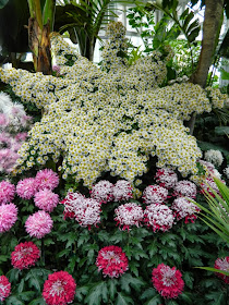 Allan Gardens Conservatory Chrysanthemum Show 2013 fall mums by garden muses-a Toronto gardening blog