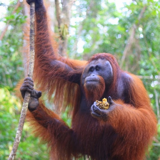 Tour klotok Orangutan in Tanjung Puting