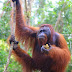 5D4N Orangutan and Turtle Tour
