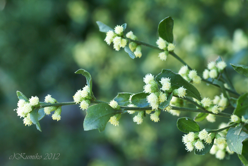 Flower Dictionary Unknown (white ball flower)