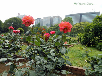 Rose at Hibiya Garden - Tokyo, Japan