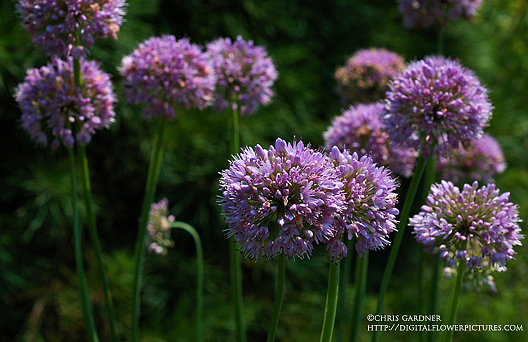 Digital Flower Pictures.com: Lavender Globe Lily