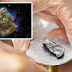 Μετεωρίτης «βαποράκι» έριξε διαστημική κάνναβη στη Γη! 