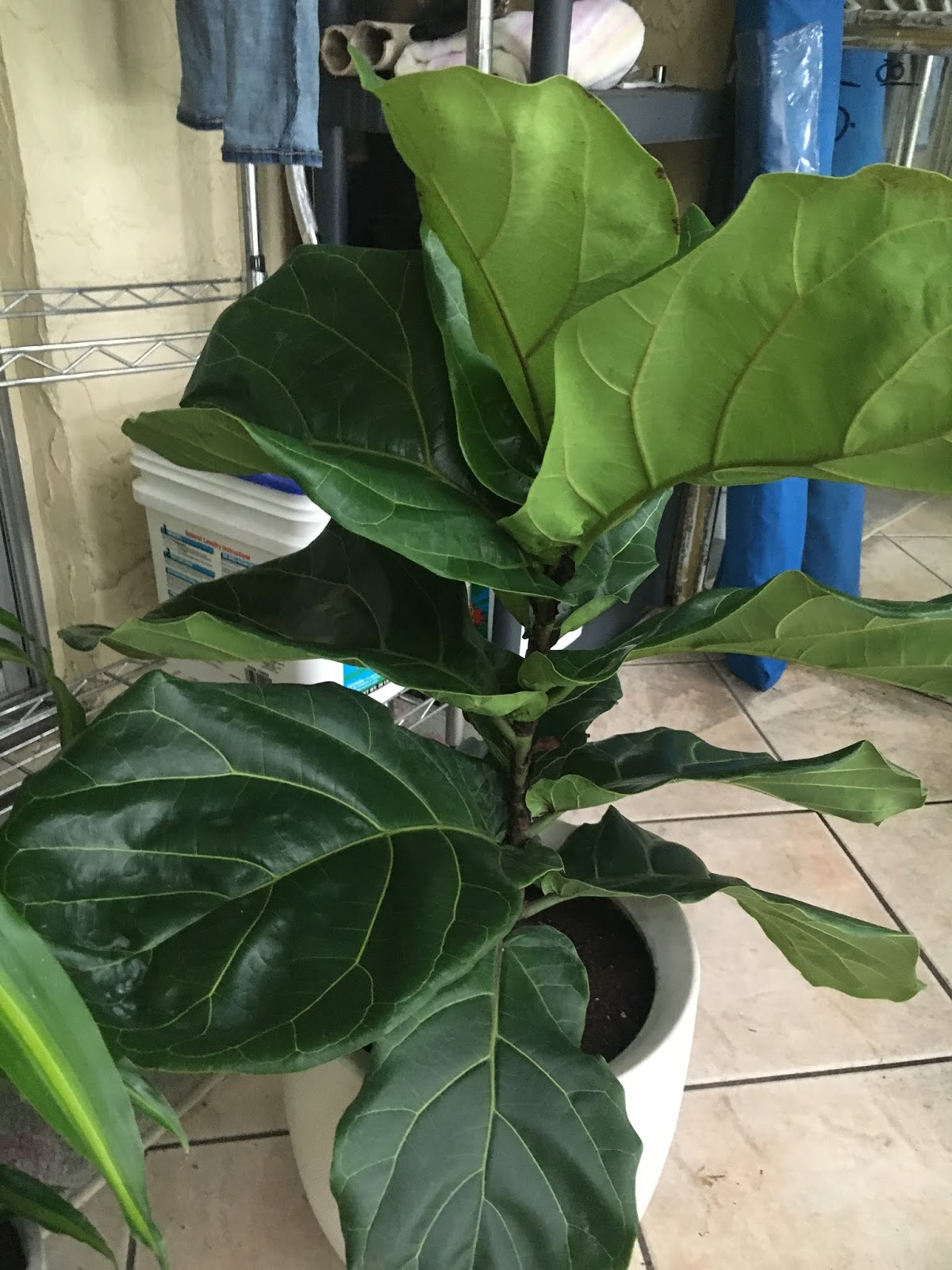 Caring for a FiddleLeaf Fig A General Guide Hannah Ra