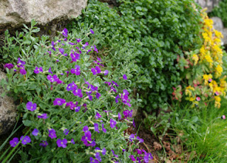 Aubrieta (Aubrieta deltoidea)