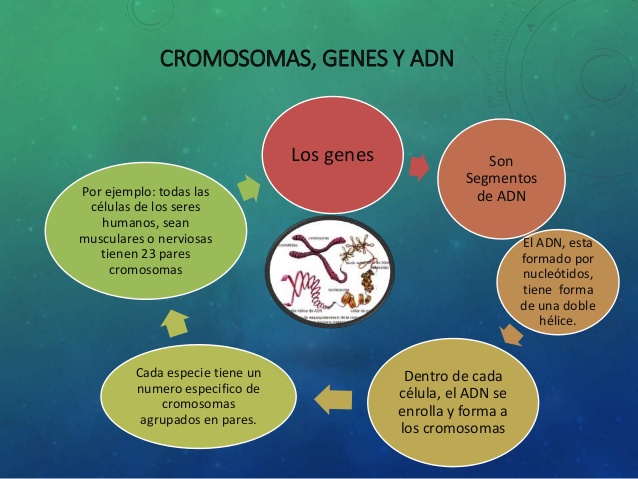 Fent Poble Transcripción De Qué Relación Hay Entre Genes Cromosomas Y Adn