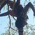 Haitiano muere electrocutado en Monción