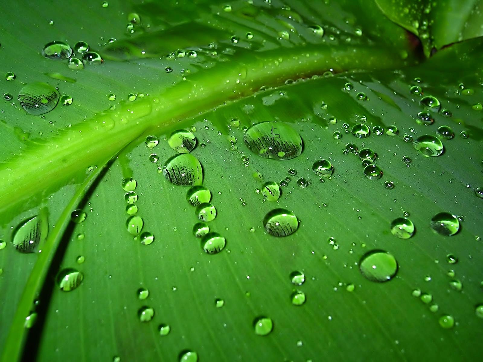 Green Rain, Rain Nature Wallpaper (16)
