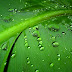 Green Rain, Rain Nature Wallpaper (16)
