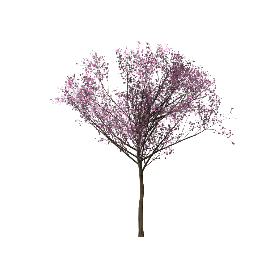 Tren 36+ Gambar Pohon Sakura
