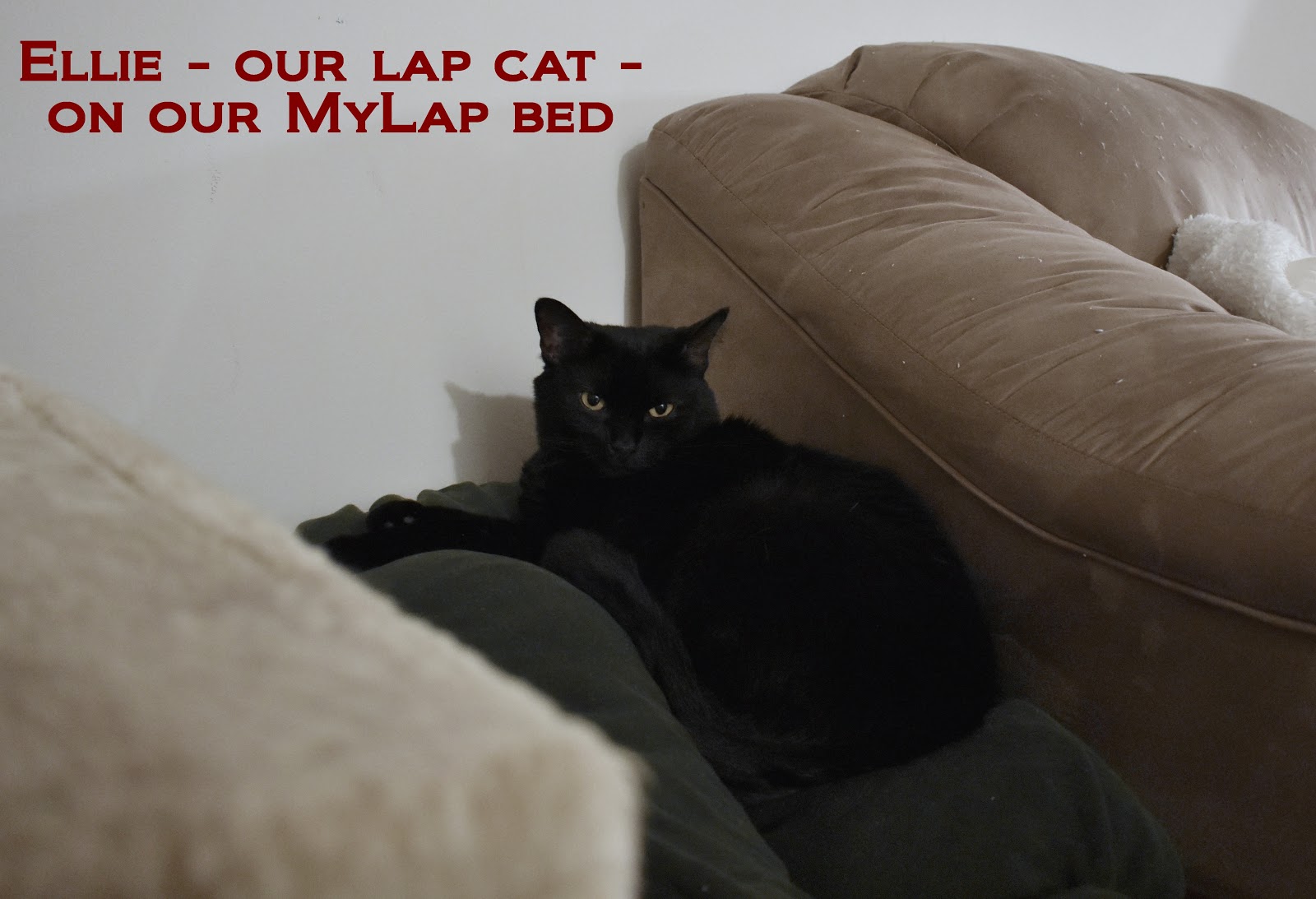 Do cats need human interaction or are they completely fine on their own