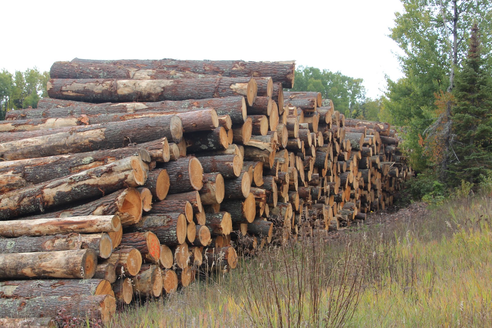 VISUAL SAINT PAUL ABC WEDNESDAY "L" LUMBER YARD