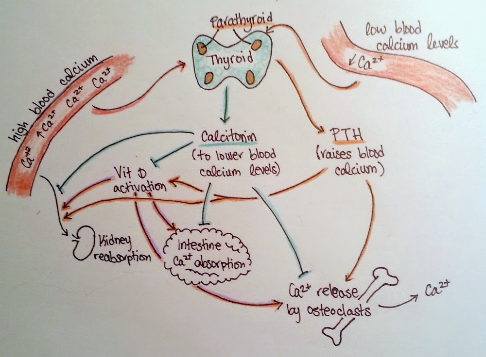Navigating Wellness How to Estimate your Calcium Intake