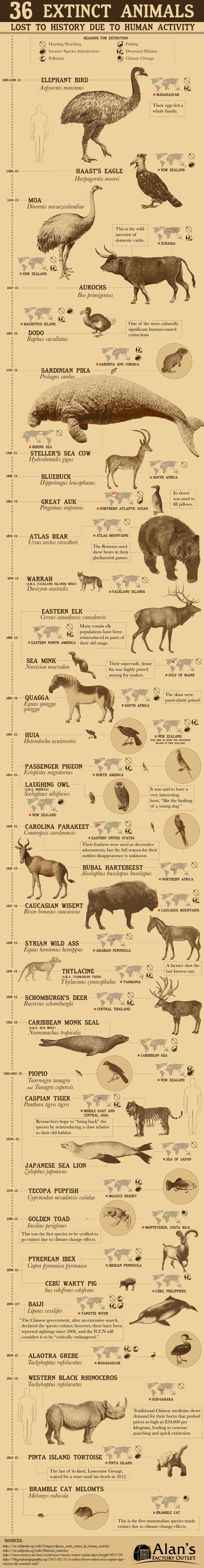 These 36 Animals Went Extinct Because of Humans #Infographic