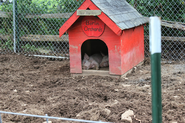 Pigs at Berlin Orchards