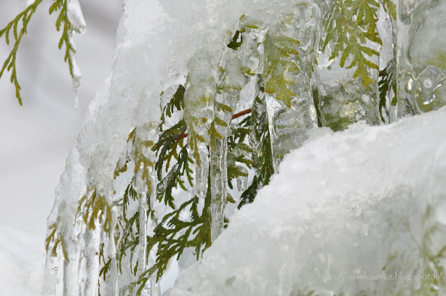 замороженное дерево, деревце во льду