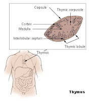 HEALTH COACH: What is the Immune System and How Does It Work? Part One ...