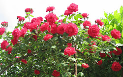 rose garden flower flowers screensavers roses pink wallpapers desktop natural summer