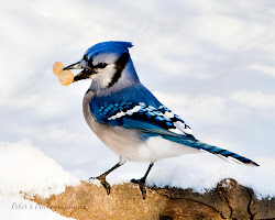 jay bird jays birds wild wallpapers bluey flying toronto wallpapersafari
