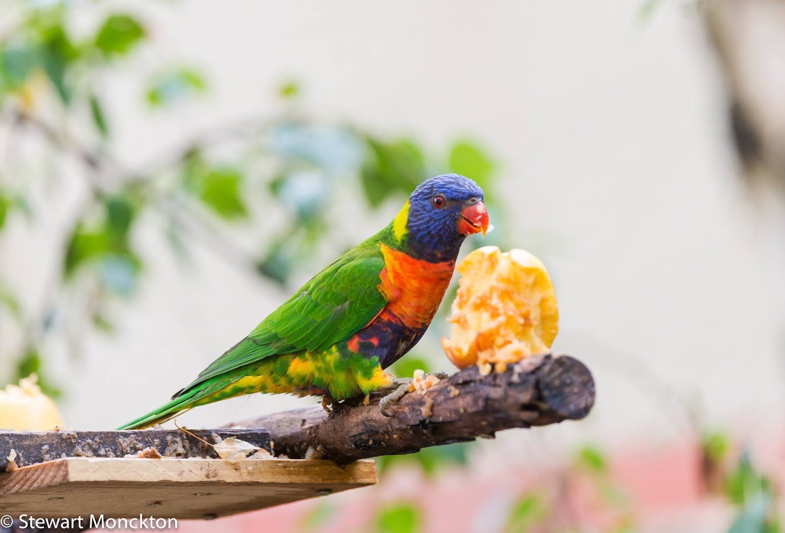wildbird rainbow lorikeet