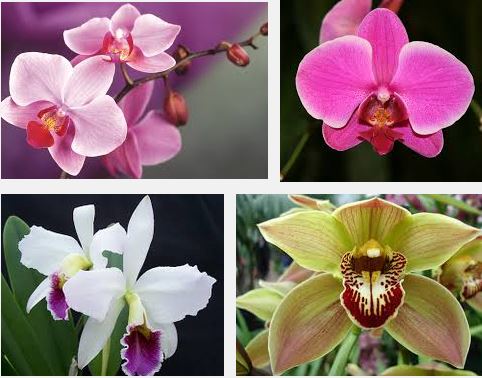  Orchid flowers